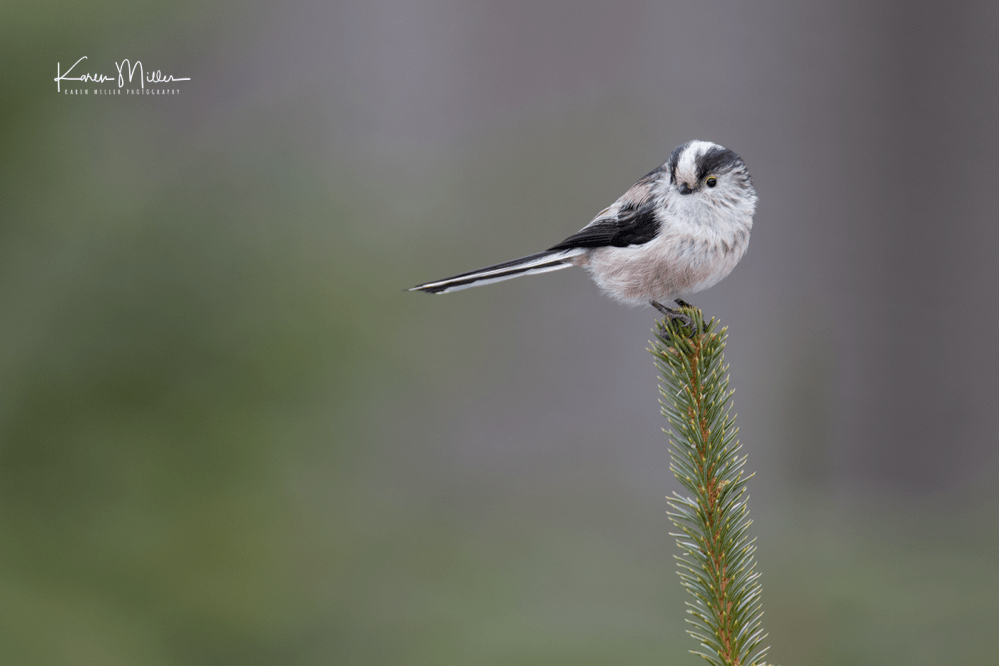 highlands_cresties4-png_c_5292