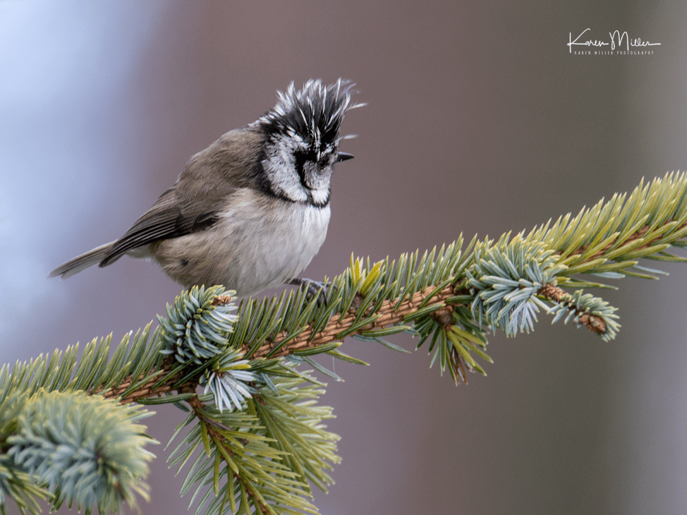 highlands_cresties4-png_c_5329