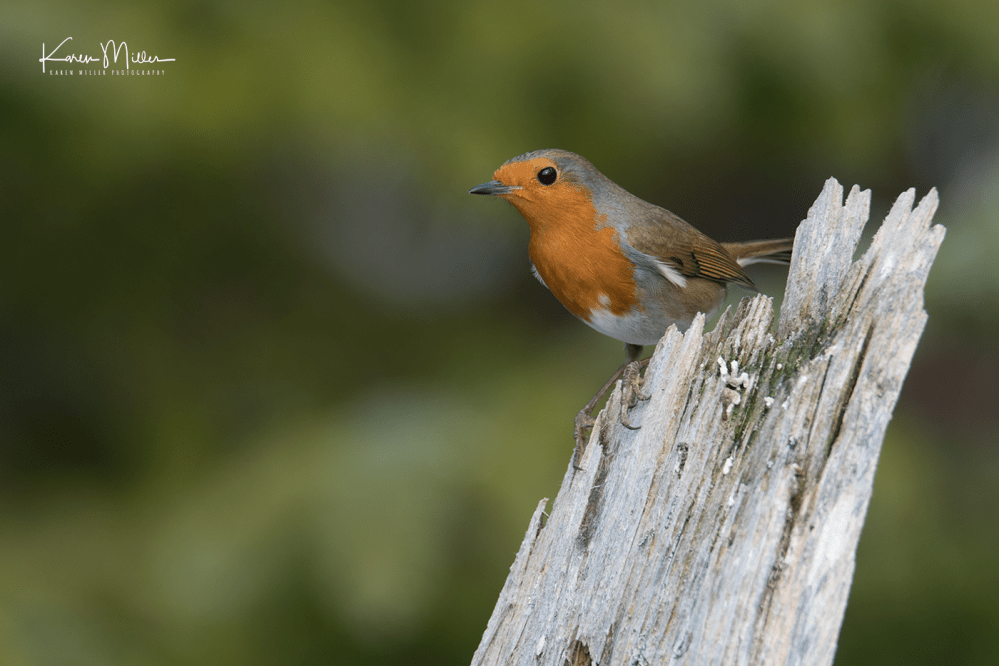 highlands_cresties4-png_c_5542