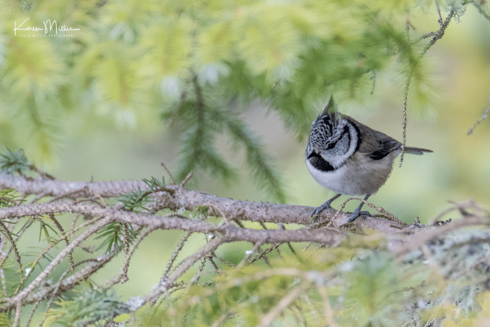 highlands_cresties4-png_c_5712