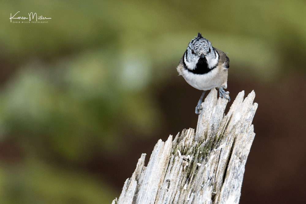 highlands_cresties4-png_c_5780