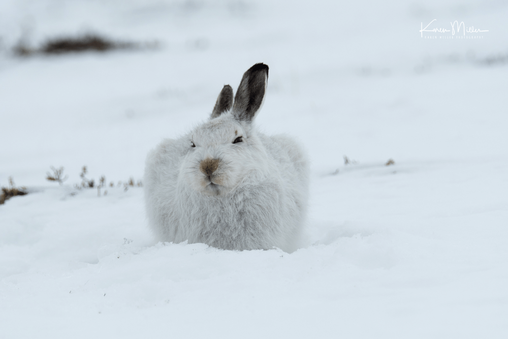 highlands_mountainhares10March_png_c_DSC8717