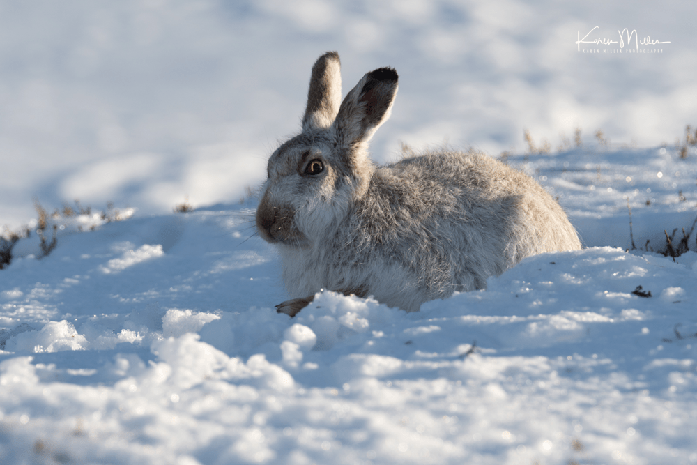 highlands_mountainhares9March-png_c_8527