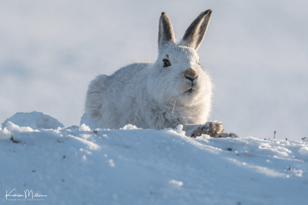 highlands_mountainhares9March-png_c_8610