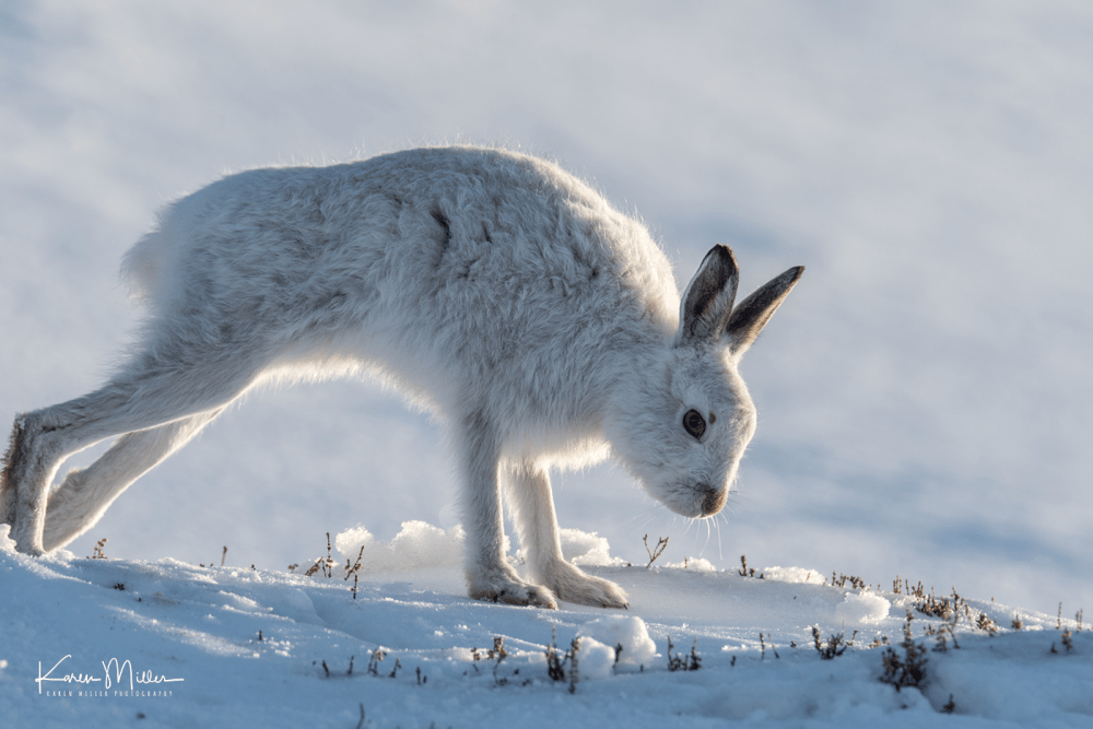 highlands_mountainhares9March-png_c_8619