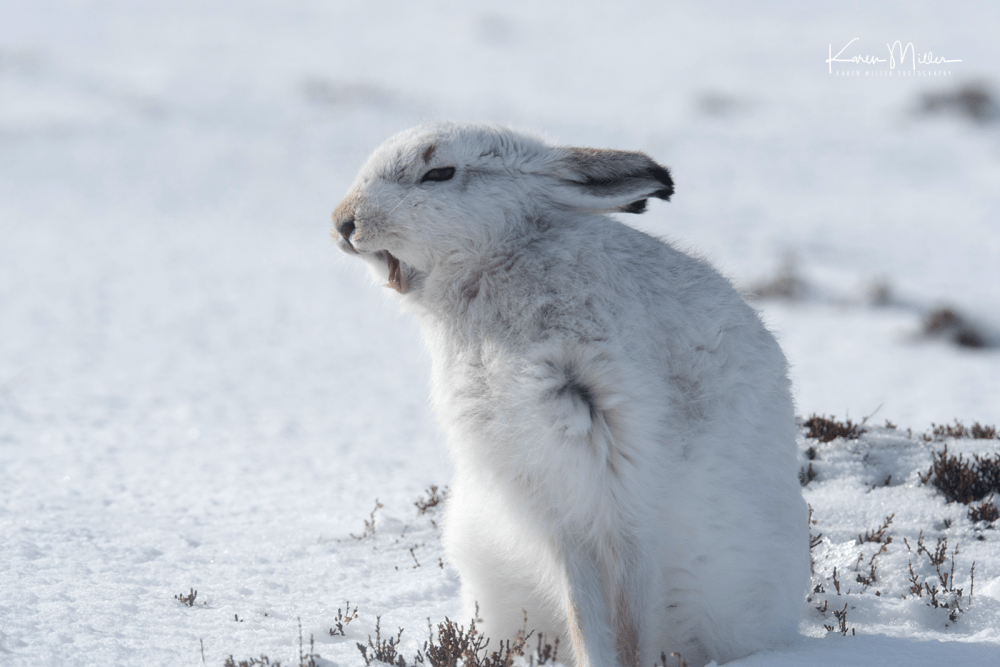 highlands_mountainhares9March_png_c_D500183