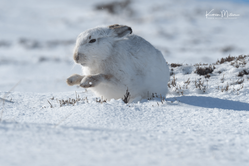 highlands_mountainhares9March_png_c_D500273