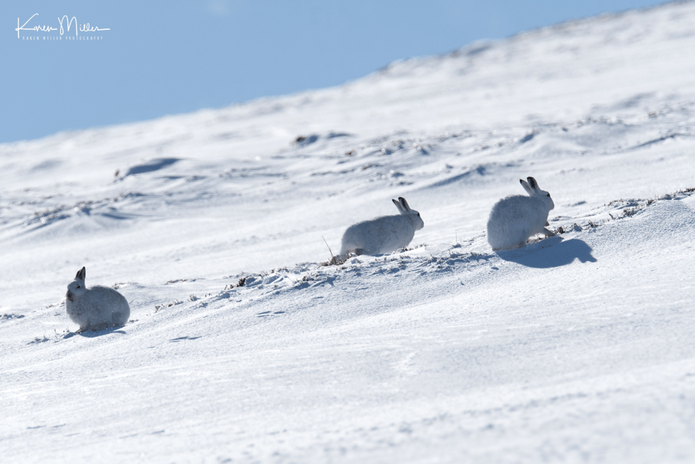 highlands_mountainhares9March_png_c_D500457