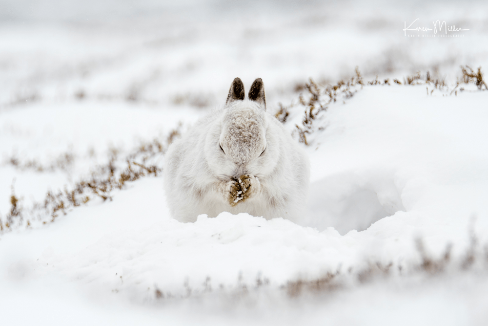 mountainhare4march-png_c_2005
