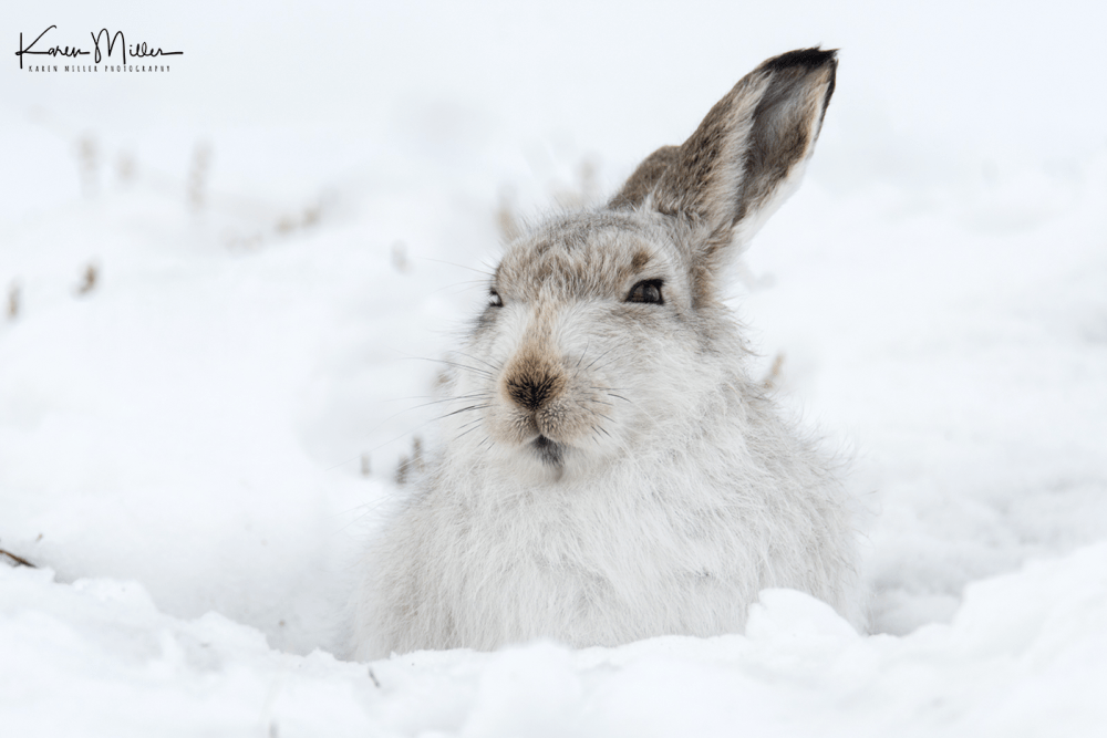 mountainhares_7march-png_c_4645