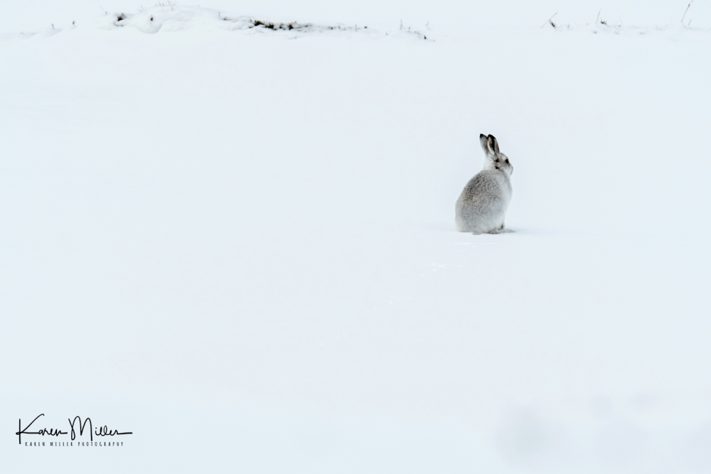 mountainhares_7march-png_c_4665