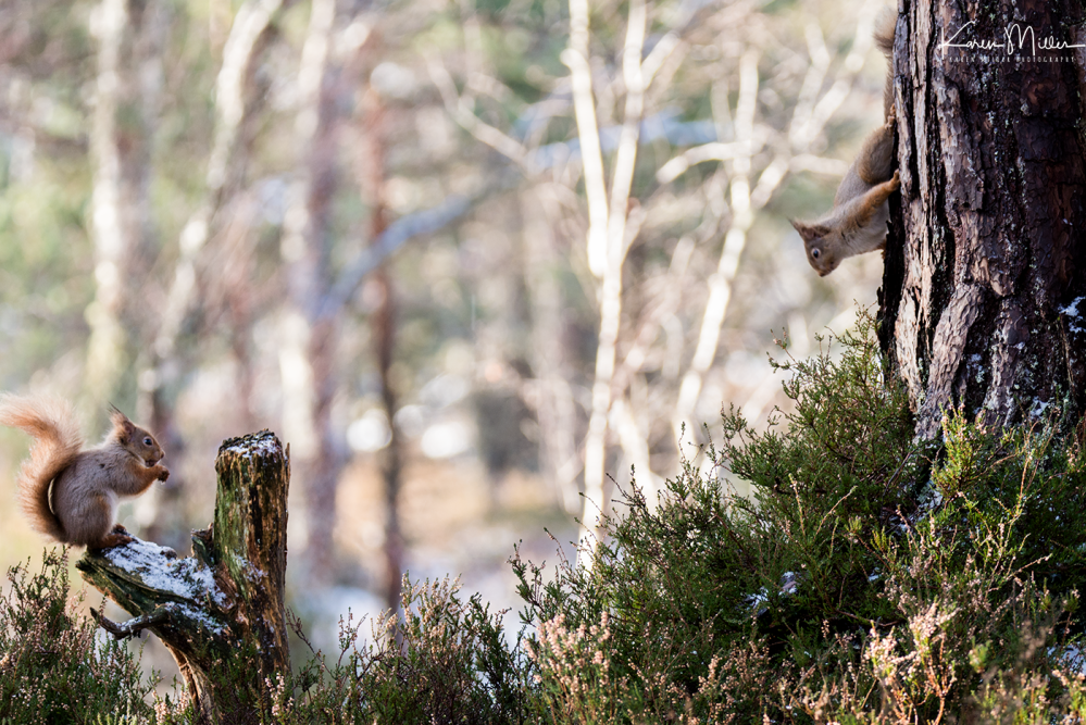 redsquirrelsD610_7march-png_c_0355