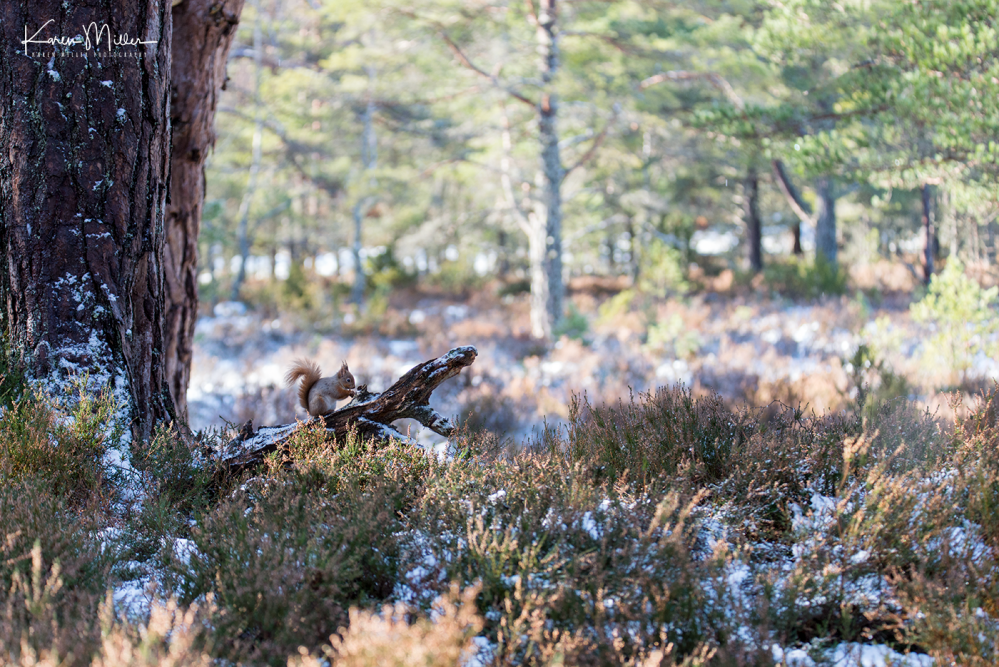 redsquirrelsD610_7march-png_c_0372