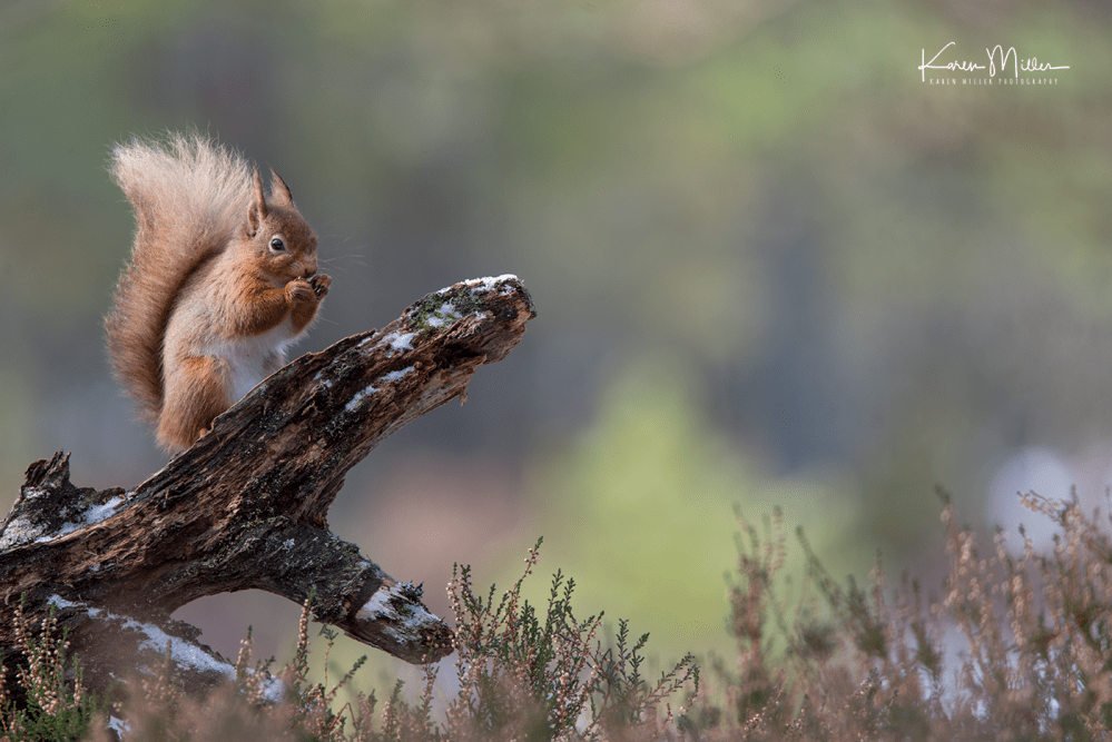 redsquirrelsD610_7march-png_c_0438