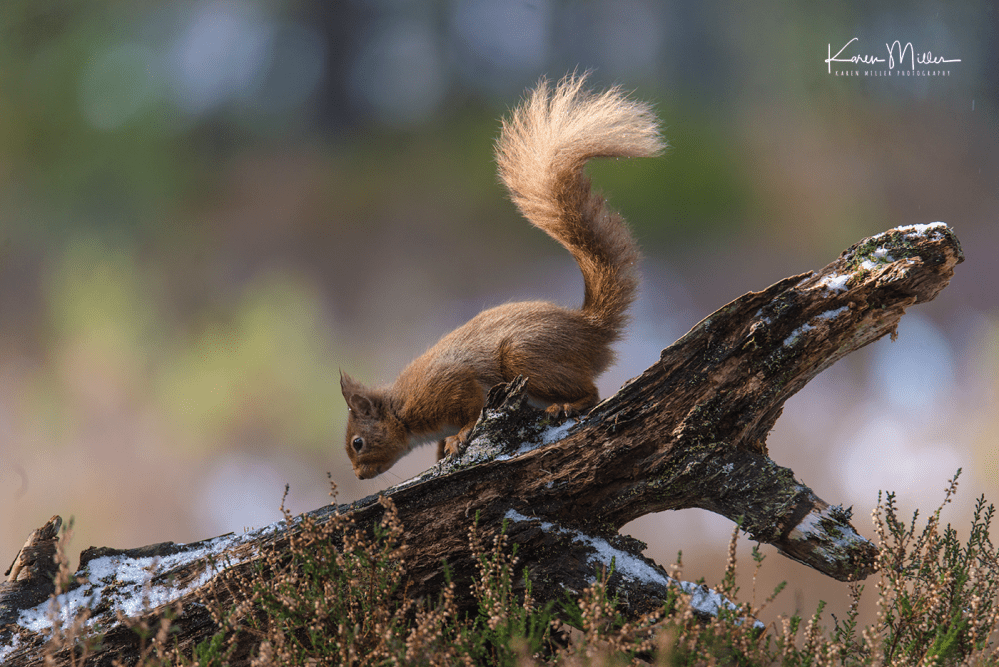 redsquirrelsD610_7march-png_c_0462