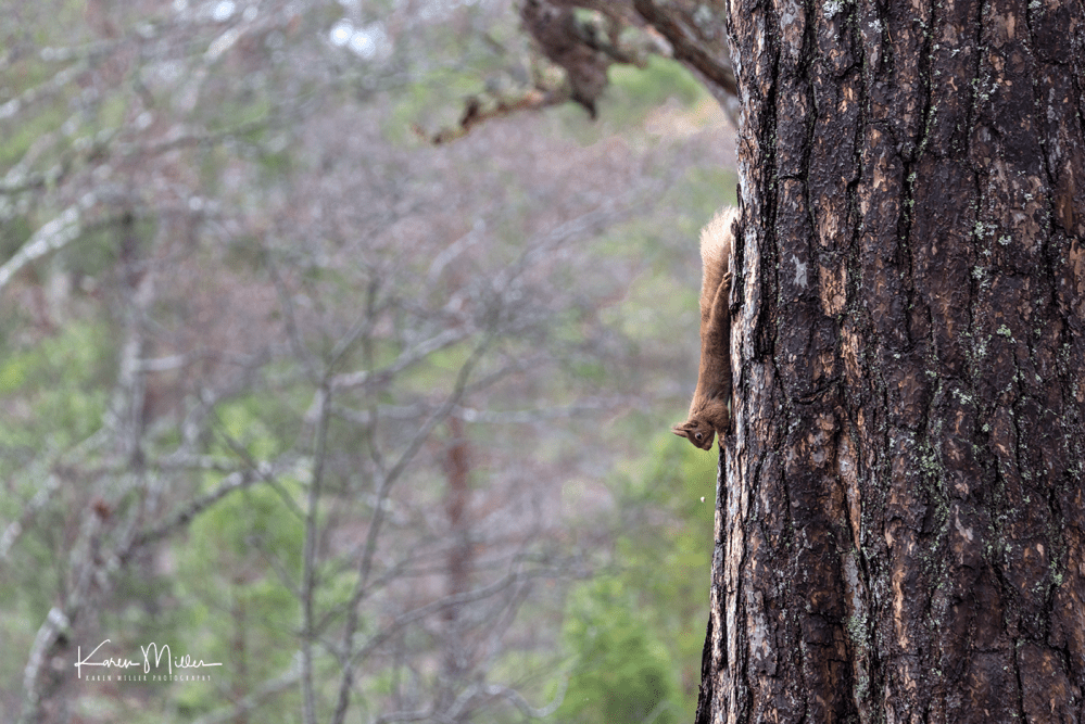 redsquirrelsD610_7march-png_c_0744