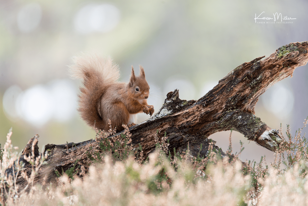 redsquirrelsD610_7march-png_c_0877