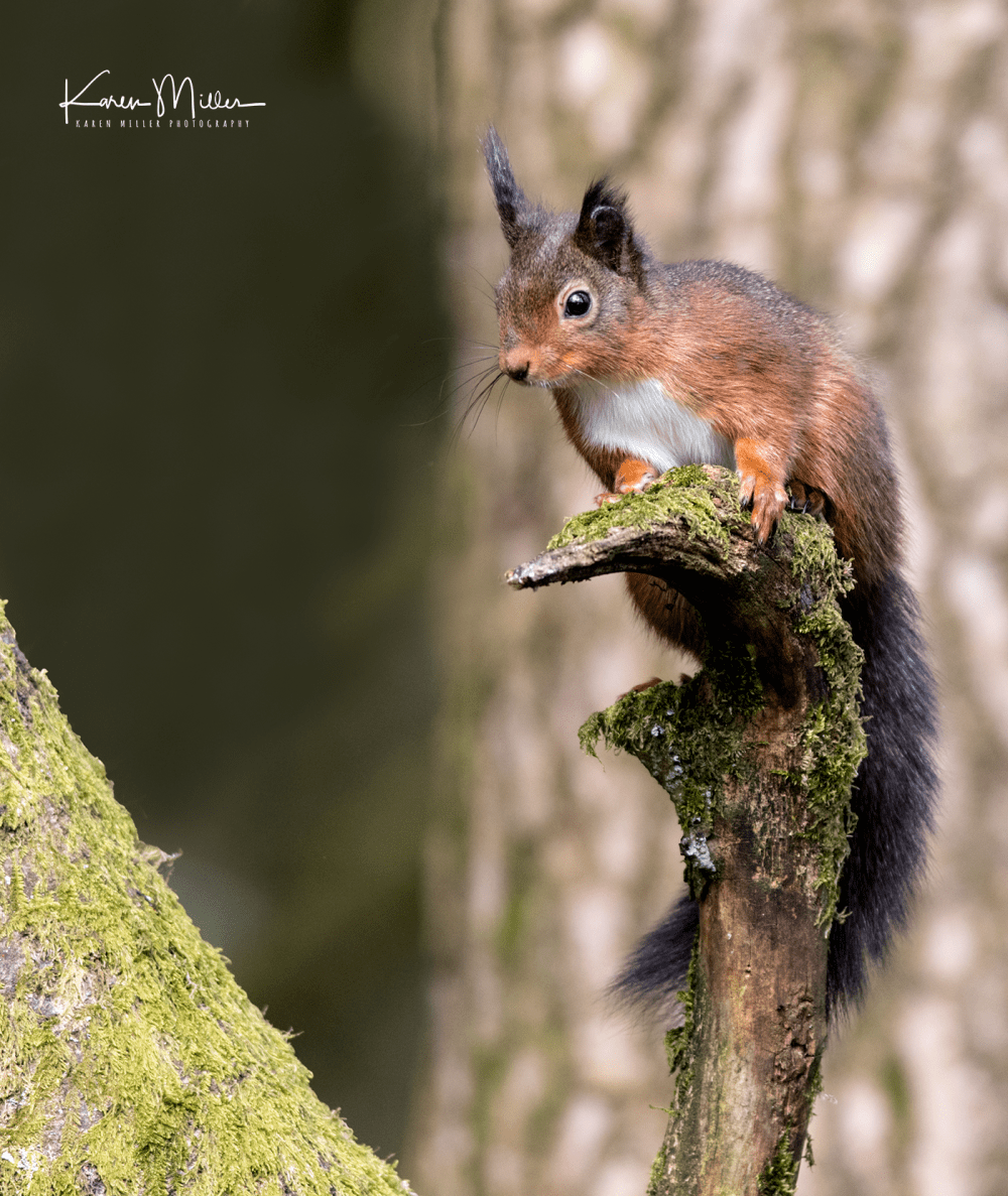 EskriggReserve0118-png_c_9081