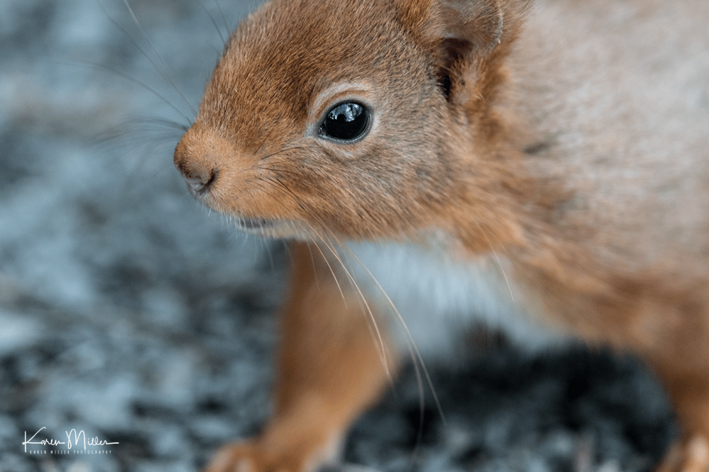 EskriggReserve0118-png_c_9238