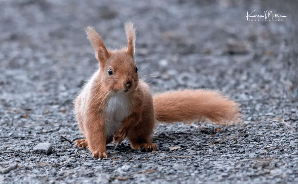 EskriggReserve0118-png_c_9312