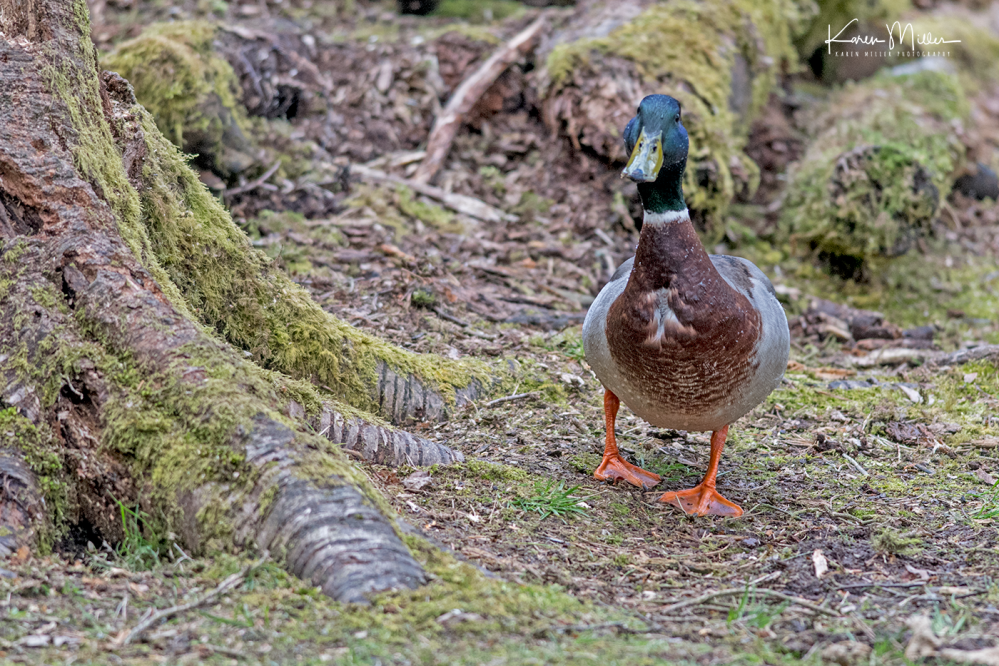 EskriggReserve0118-png_c_9459