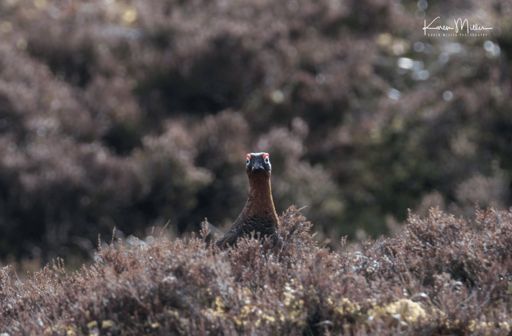 mountainhare_april2018_sat-png_c_0053