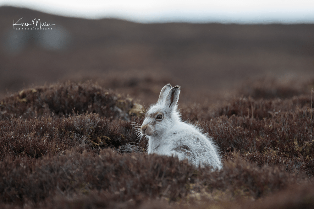 mountainhare_april2018_sat-png_c_0126