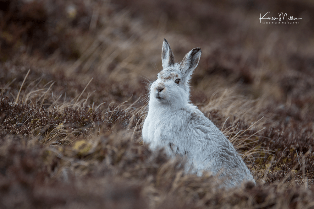 mountainhare_april2018_sat-png_c_0167