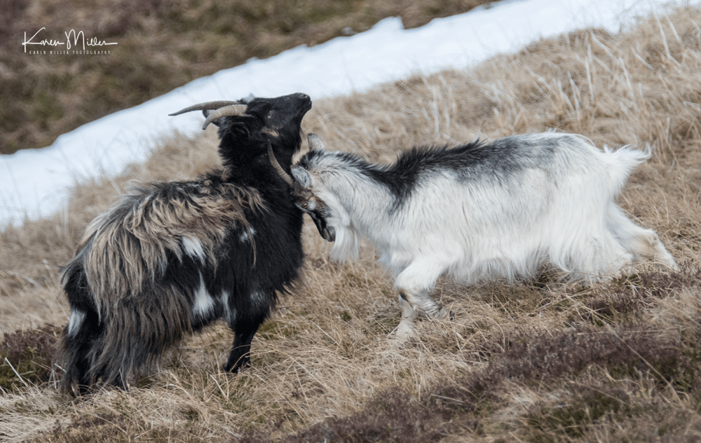 mountainhare_april2018_sat-png_c_0274