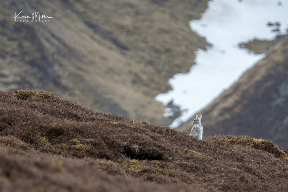 mountainhare_april2018_sat-png_c_0351