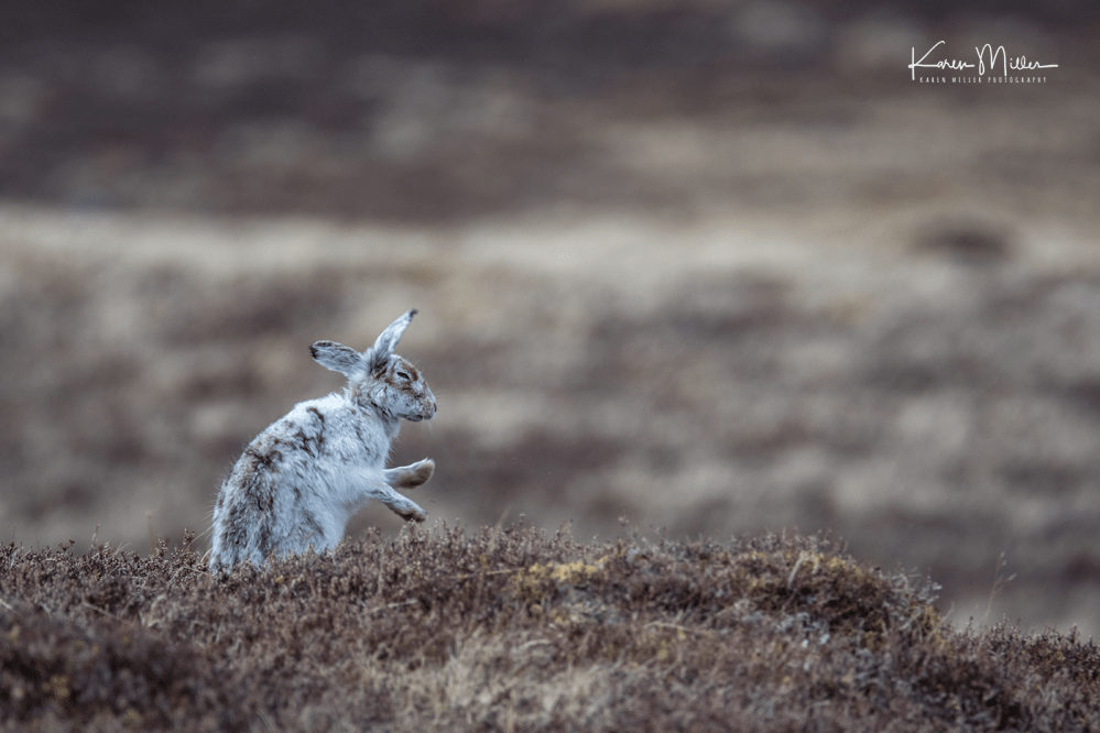 mountainhare_april2018_sat-png_c_0374