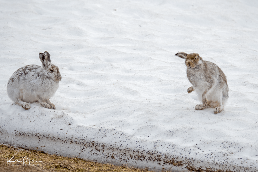 mountainhare_april2018_sat-png_c_0492