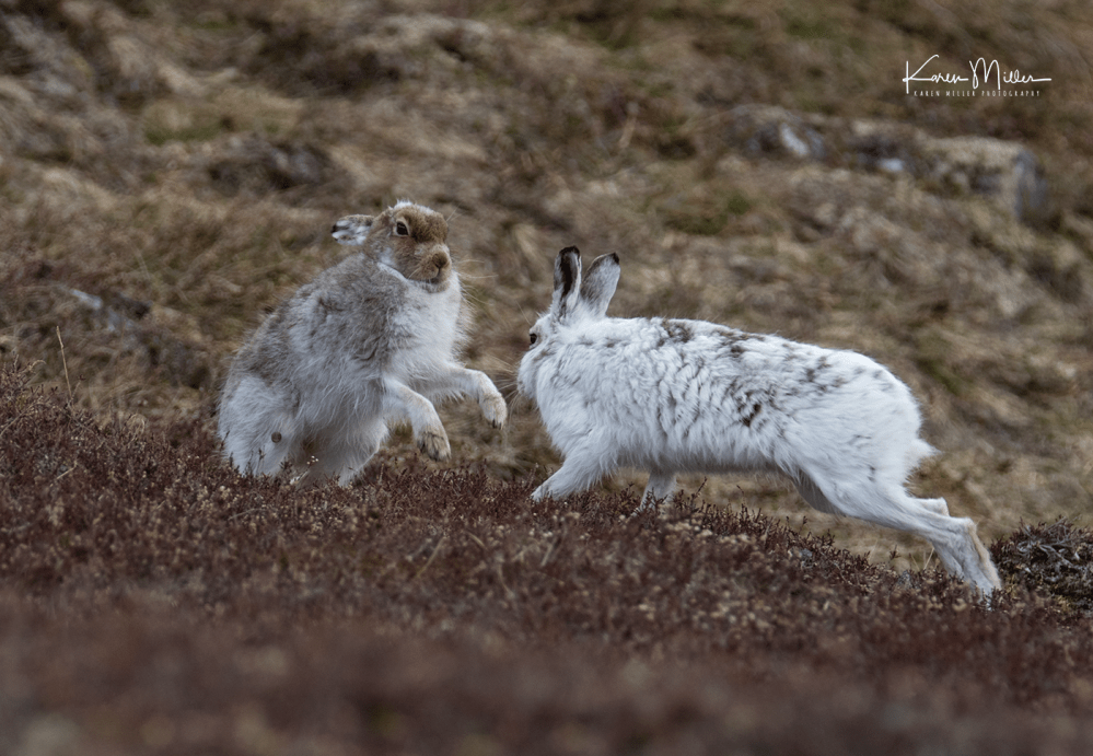 mountainhare_april2018_sat-png_c_0535