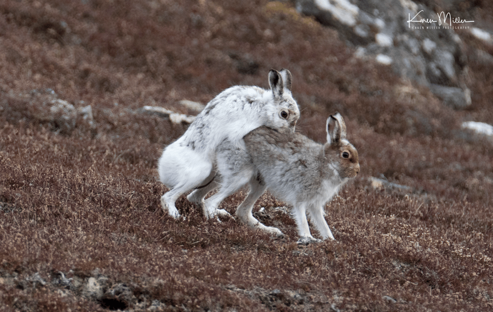 mountainhare_april2018_sat-png_c_0580