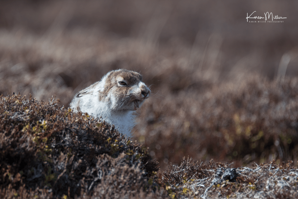 mountainhare_april2018_sat-png_c_9617