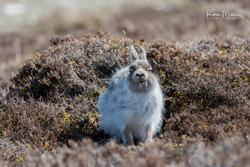 mountainhare_april2018_sat-png_c_9725