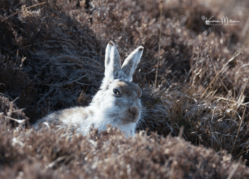 mountainhare_april2018_sun-png_c_0729
