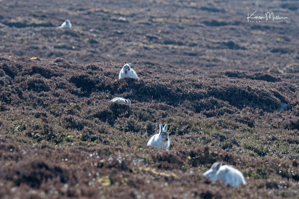 mountainhare_april2018_sun-png_c_1267