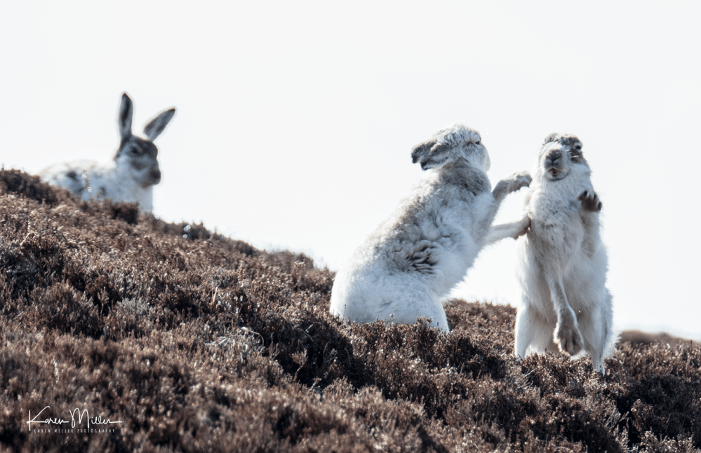 mountainhare_april2018_sun-png_c_1348