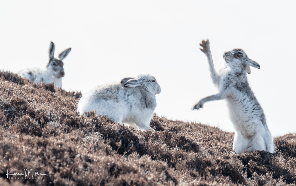 mountainhare_april2018_sun-png_c_1352