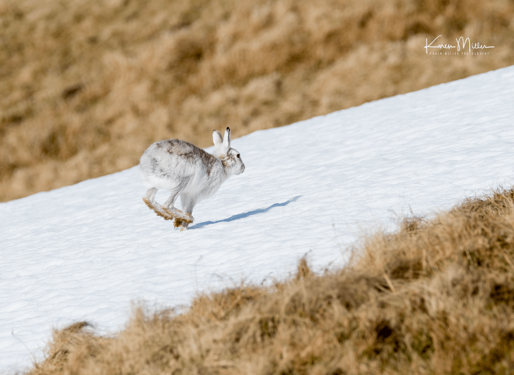 mountainhare_april2018_sun-png_c_1762