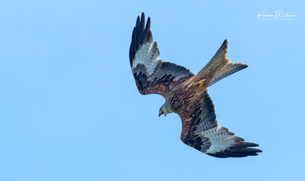 ArgatyMay2018-jpg_c_5995