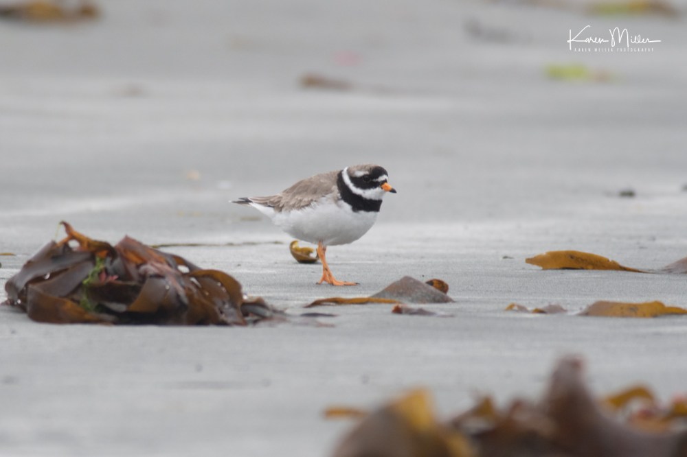 Ringed Plover