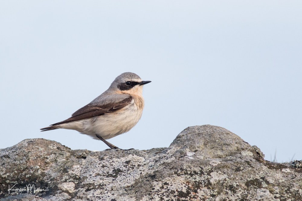 Male wheatear