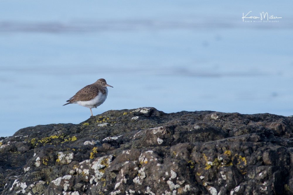 Common Sandpiper