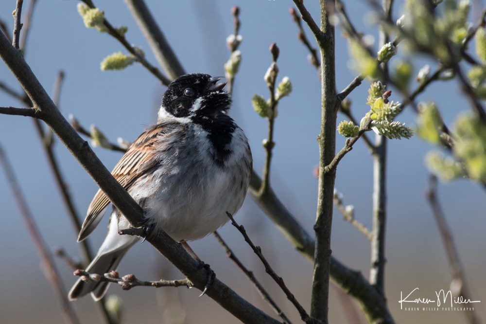 early2may-jpg_c_3043