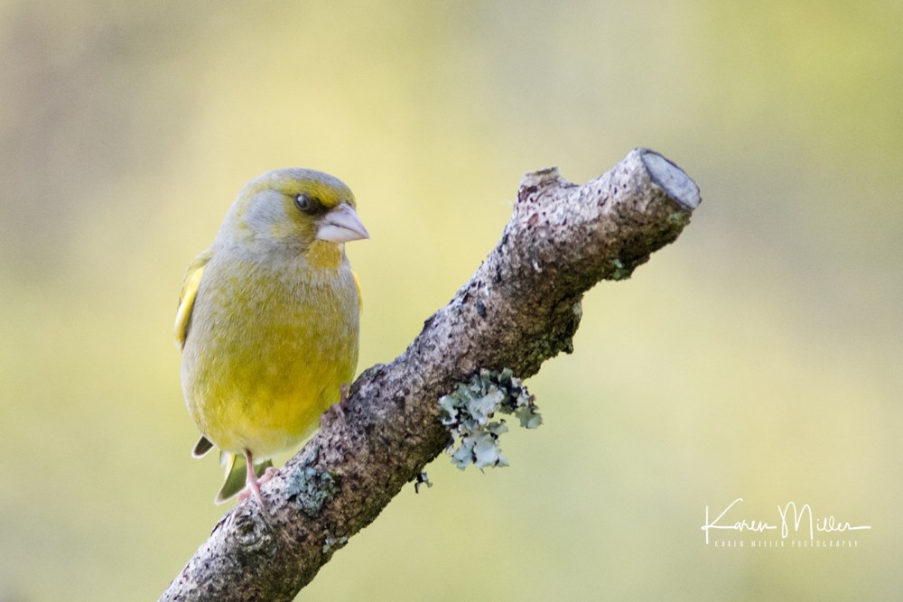 early2may-jpg_c_3128