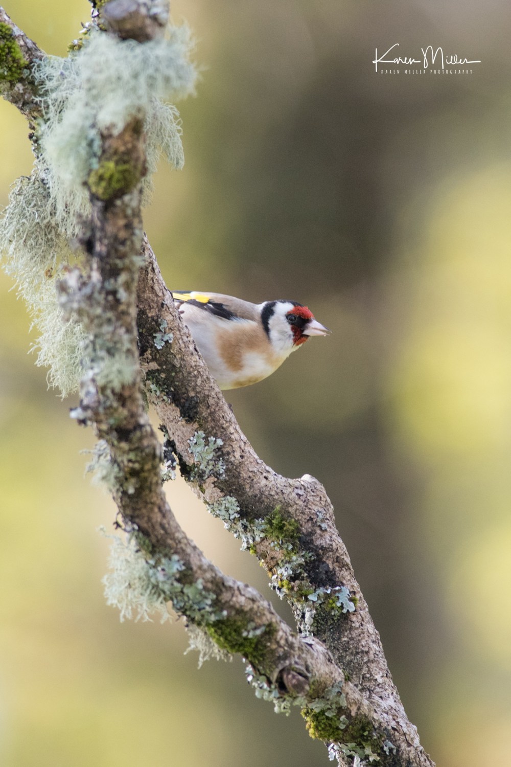 goldfinch