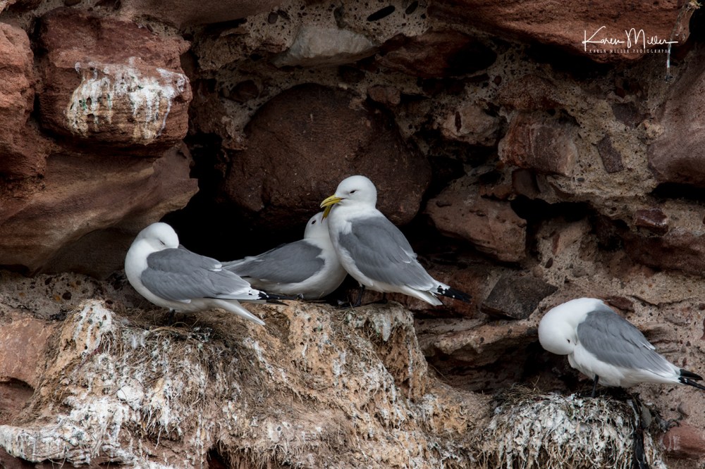 EastLothianMay2018-kittiwake_jpg_c_5506