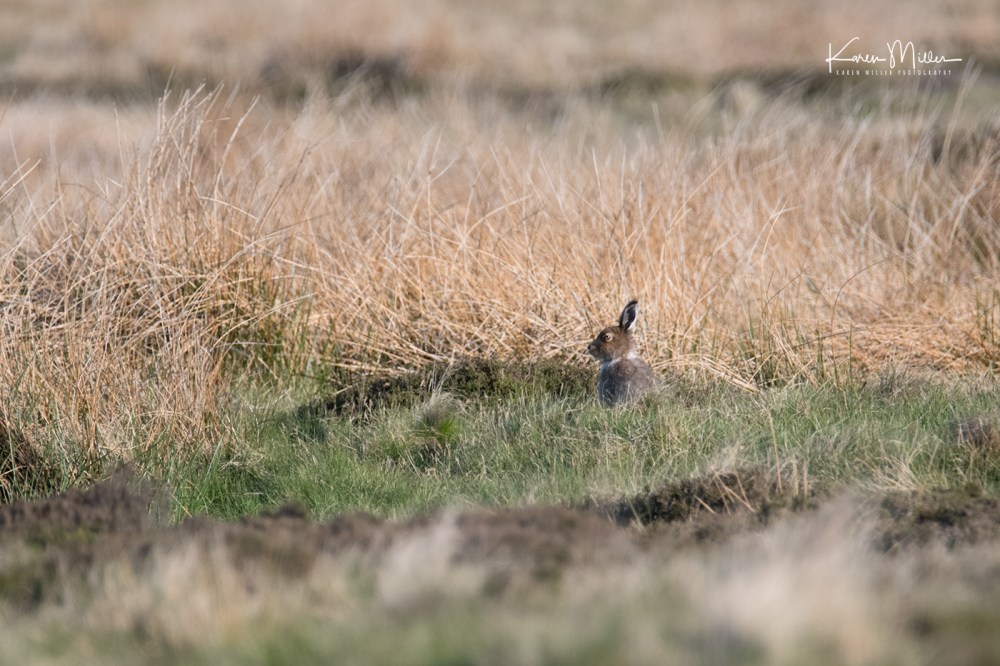 EastLothianMay2018-mountainhare_jpg_c_5690